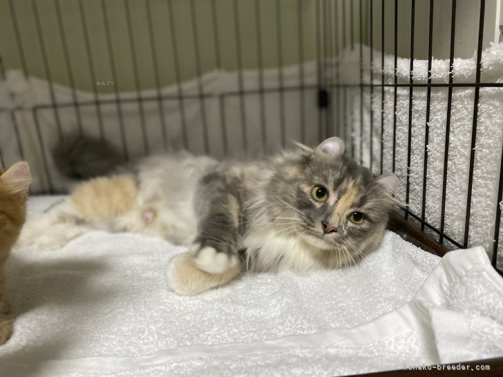 アメリカンカール【・女の子・2023年4月11日・ダイリュートキャリコ】