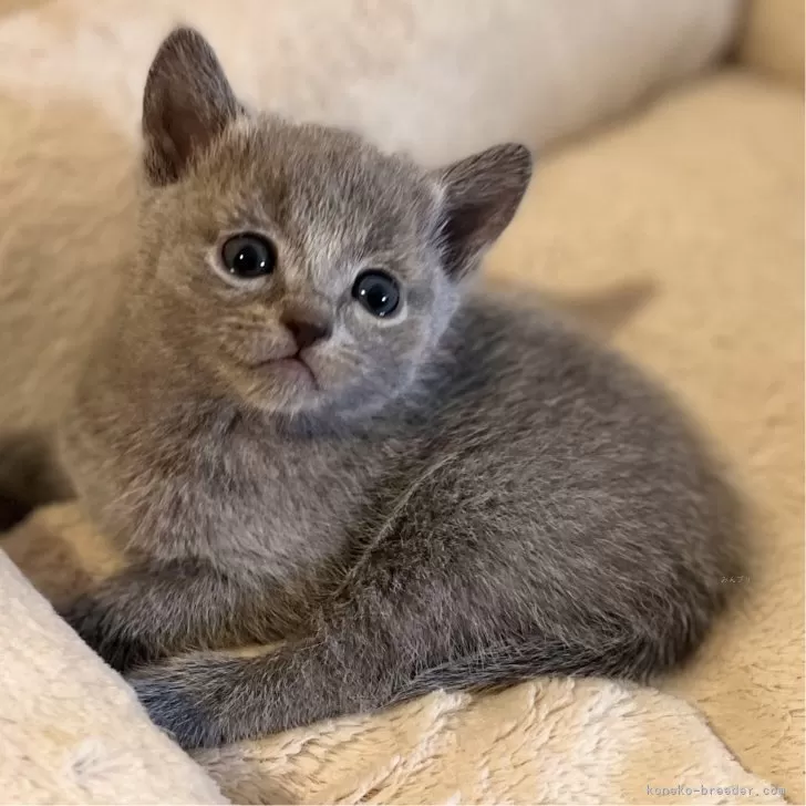 ID:2401-00843の子猫