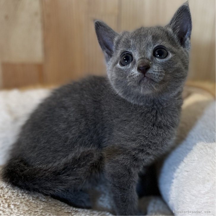 N.S 様のお迎えした子猫
