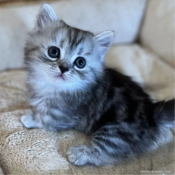 ID:2408-02649の子猫