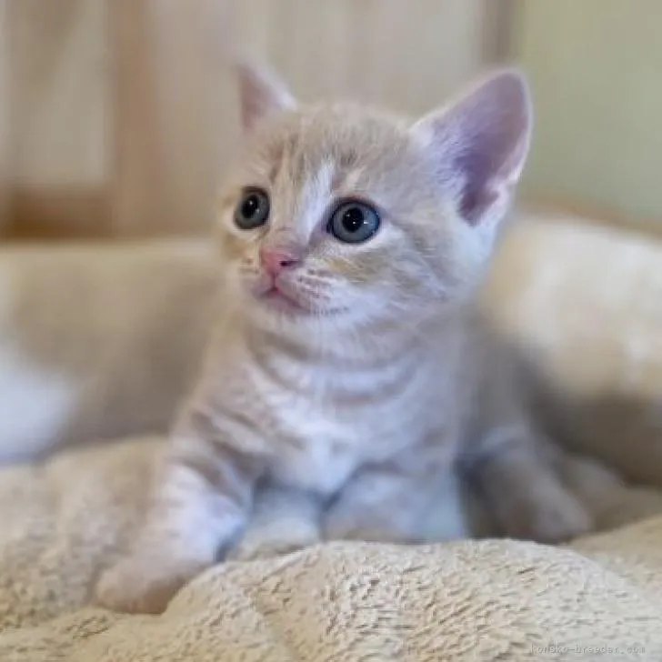 ID:2208-01311の子猫