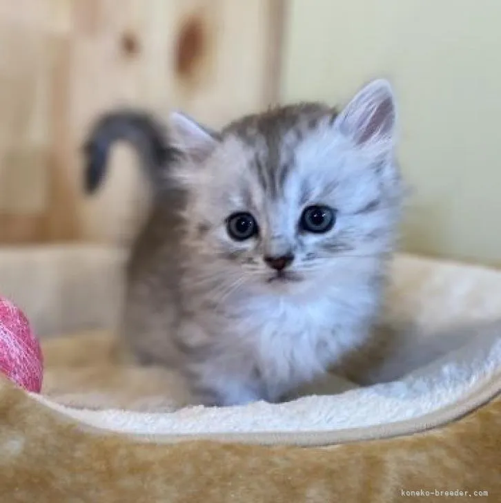 ID：2208-00527の子猫