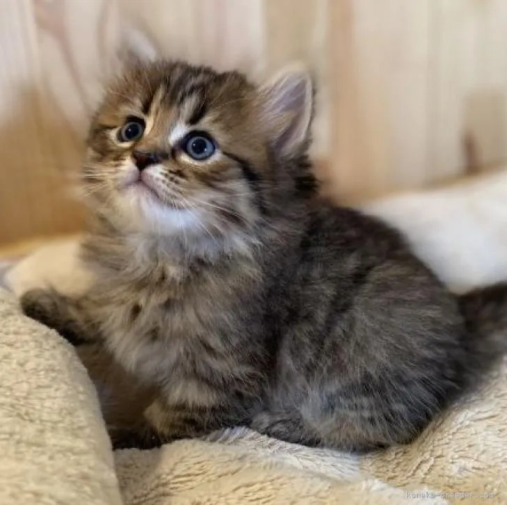 ID：2208-00526の子猫