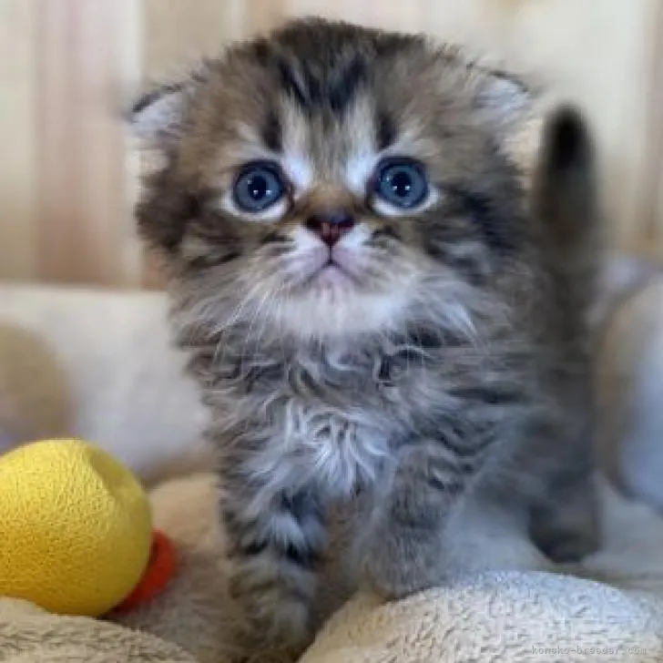 ID:2209-00832の子猫