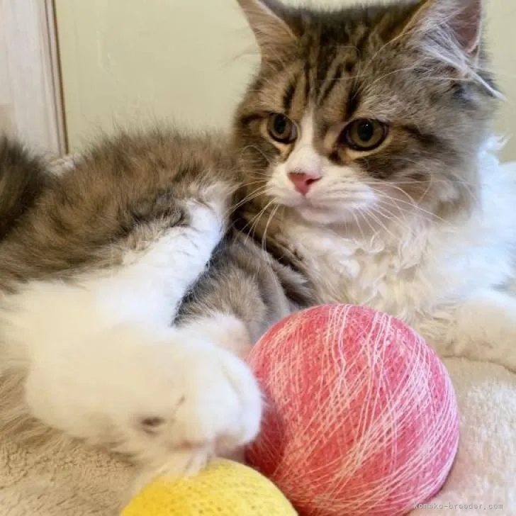 ID:2207-02099の子猫