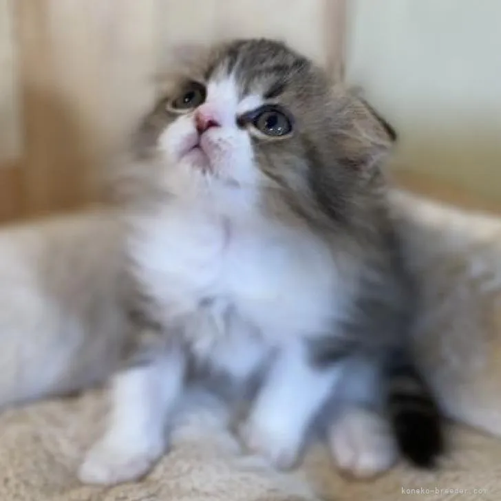 ID:2209-02635の子猫