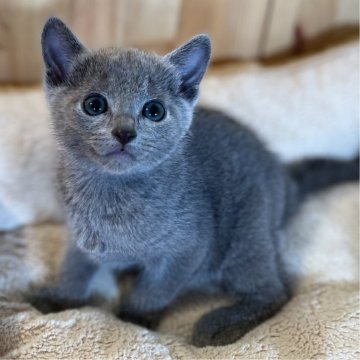 ロシアンブルー【長野県・男の子・2023年12月26日・ブルー】の写真「とっても人懐っこくて可愛いです！」