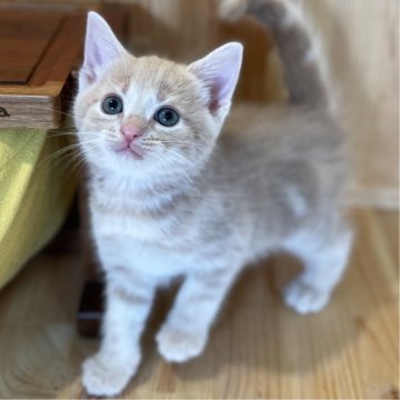 マンチカン(長足)【長野県・男の子・2024年8月5日・クリームタビー】の写真「とっても元気でお顔の可愛い男の子！」
