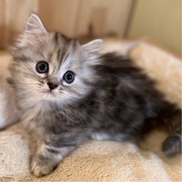 ミヌエット(短足)【長野県・女の子・2024年9月22日・シルバータビー（中毛〜長毛）】の写真「とっても元気で足の短い女の子！」