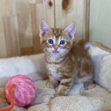 マンチカン(短足)【長野県・男の子・2023年2月7日・レッドタビー】の写真「とっても可愛い男の子！」