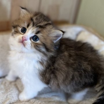 スコティッシュフォールド(立ち耳)【長野県・男の子・2023年11月11日・ブラウンタビー&ホワイト（中毛〜長毛）】の写真「もふもふでとっても可愛い男の子！」