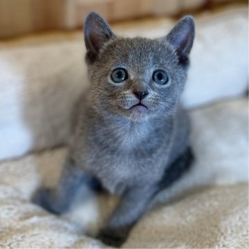 ロシアンブルー【長野県・女の子・2024年4月4日・ブルー】の写真「とっても元気で可愛い女の子！」