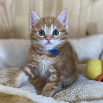 マンチカン(長足)【長野県・男の子・2023年5月2日・レッドタビー】の写真「とっても可愛い男の子！」