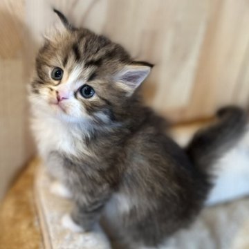 スコティッシュフォールド(立ち耳)【長野県・男の子・2023年11月11日・ブラウンタビー&ホワイト（中毛からの長毛）】の写真「もふもふでとっても可愛い男の子！」