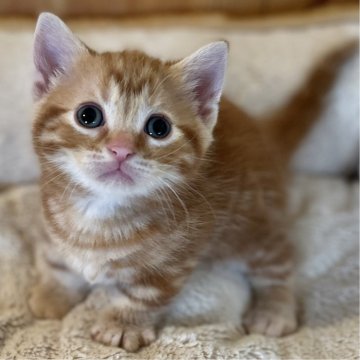 マンチカン(短足)【長野県・男の子・2024年7月7日・レッドタビー】の写真「足の短いとっても元気で可愛い男の子！」