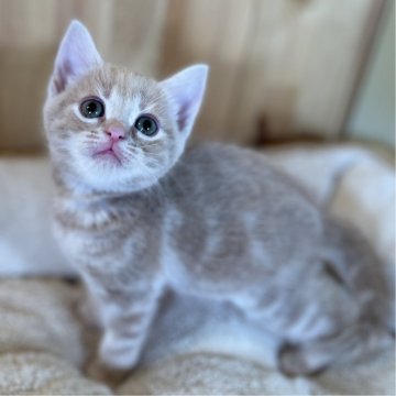 マンチカン(長足)【長野県・女の子・2024年8月5日・クリームタビー】の写真「とっても元気でお顔の可愛い女の子！」
