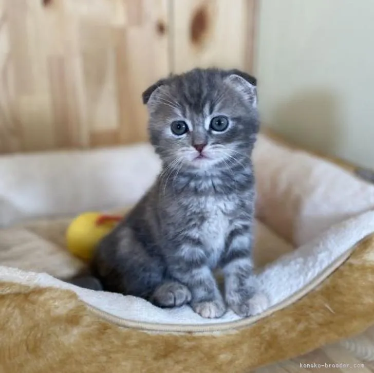 ID：2212-01698の子猫
