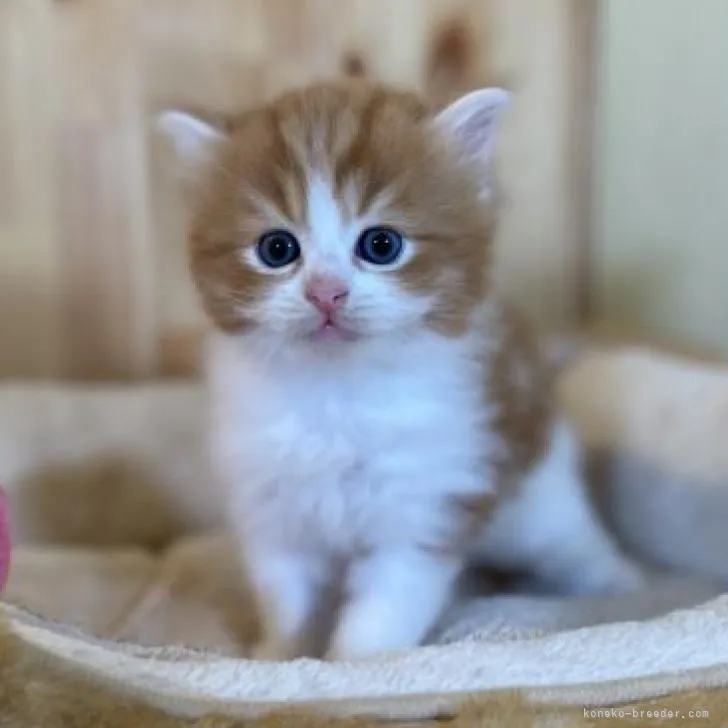 ID:2210-00288の子猫