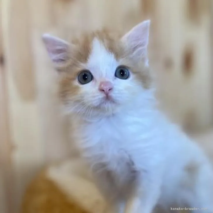 ID:2209-02640の子猫