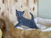 ロシアンブルー【長野県・女の子・2023年4月11日・ブルー】の写真2