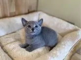 ロシアンブルー【長野県・男の子・2024年8月22日・ブルー】の写真3