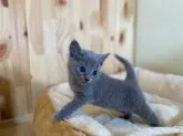 ロシアンブルー【長野県・女の子・2023年4月11日・ブルー】の写真3