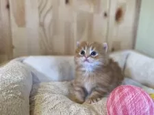 マンチカン(短足)【長野県・女の子・2025年11月15日・レッドタビー】の写真10