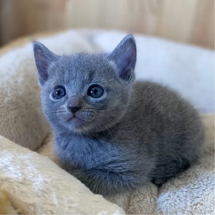 R.S 様のお迎えした子猫