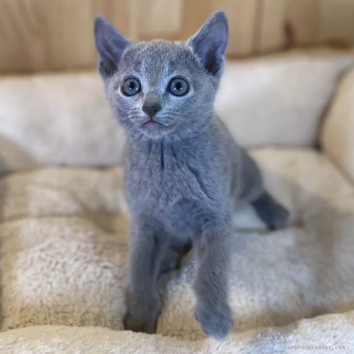 ID：2503-00121の子猫
