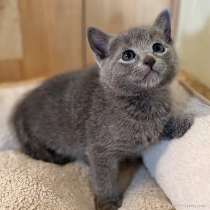 ID:2412-02700の子猫
