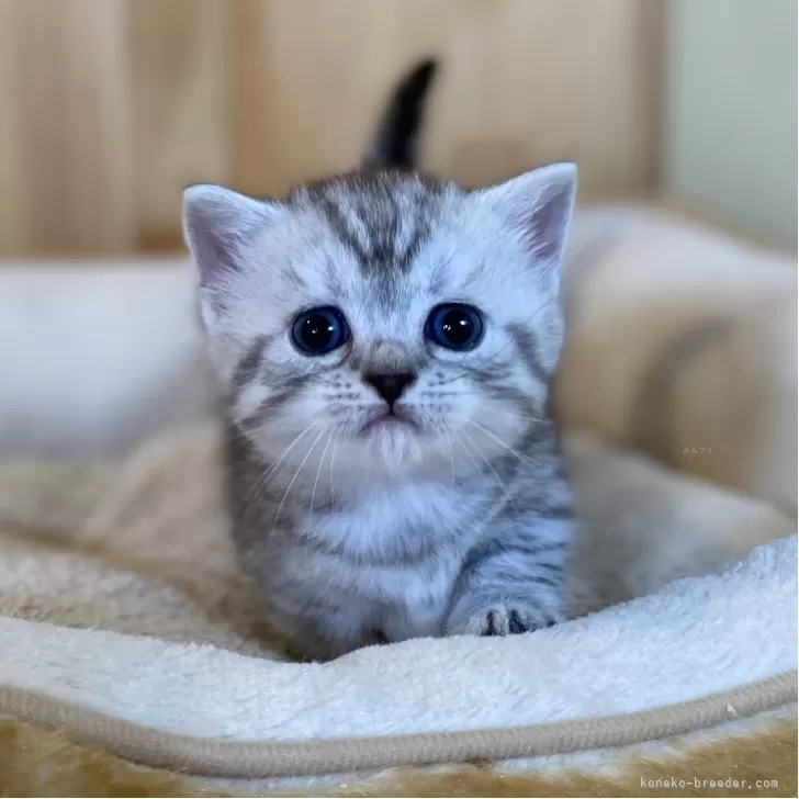 ID:2508-00637の子猫