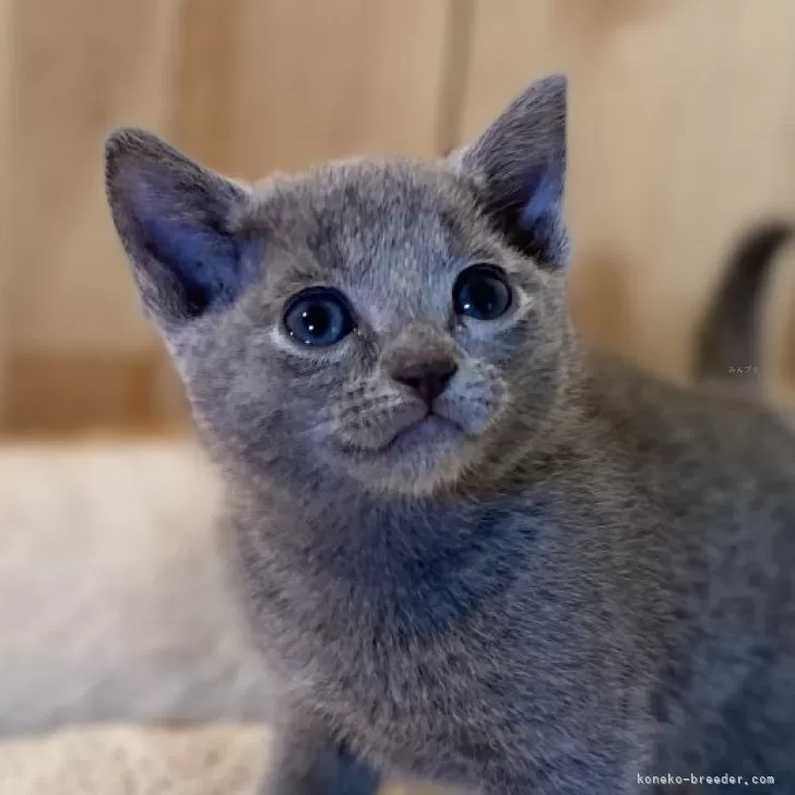 H.K 様のお迎えした子猫