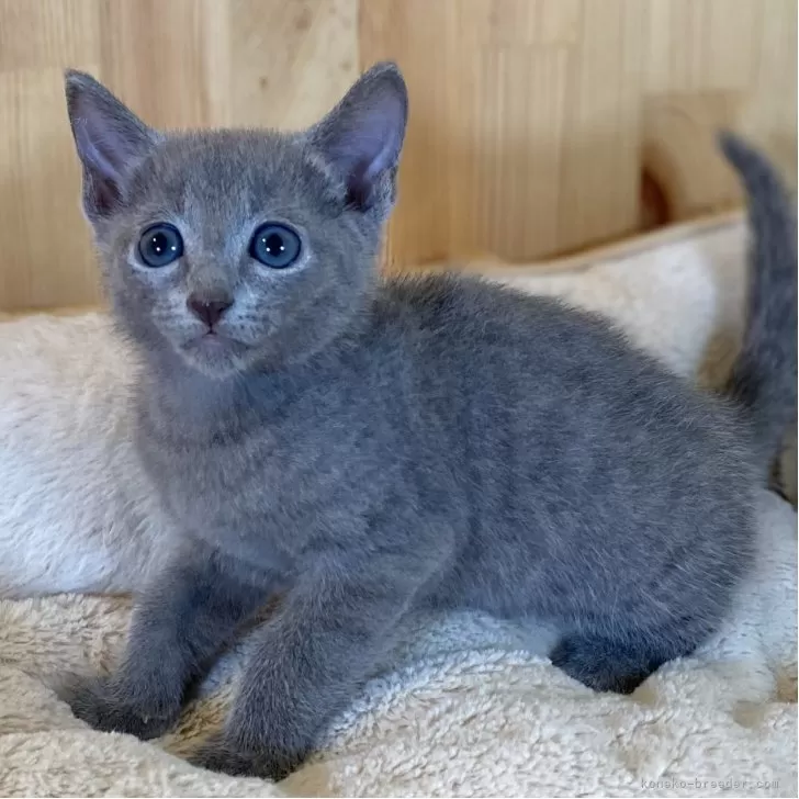 E.H 様のお迎えした子猫