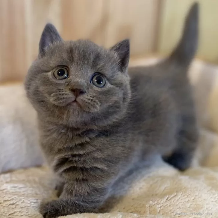 ID：2504-00084の子猫