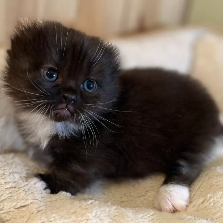 ID:2412-01771の子猫