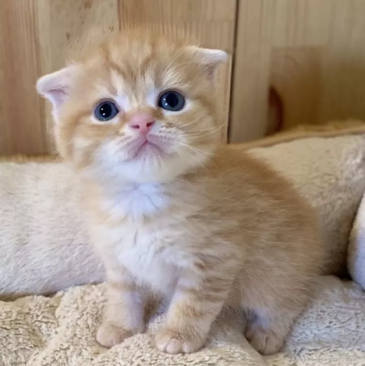 M.N 様のお迎えした子猫