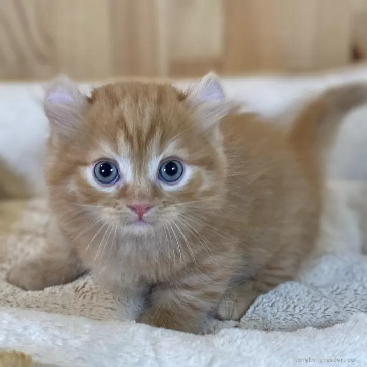 ID:2508-02513の子猫