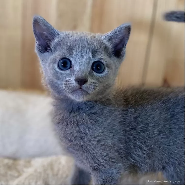 ID:2505-03658の子猫