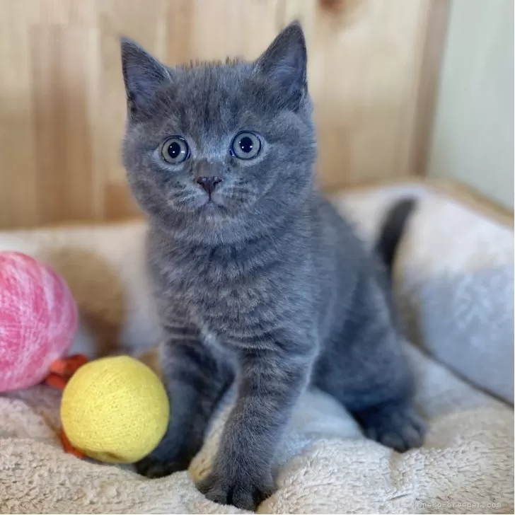 C.K 様のお迎えした子猫