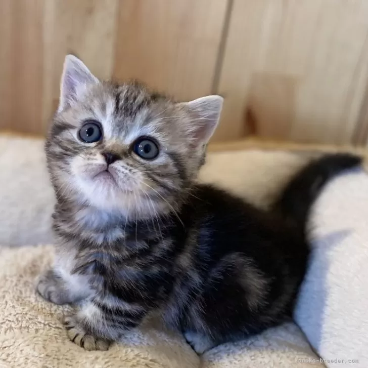 ID：2504-00441の子猫