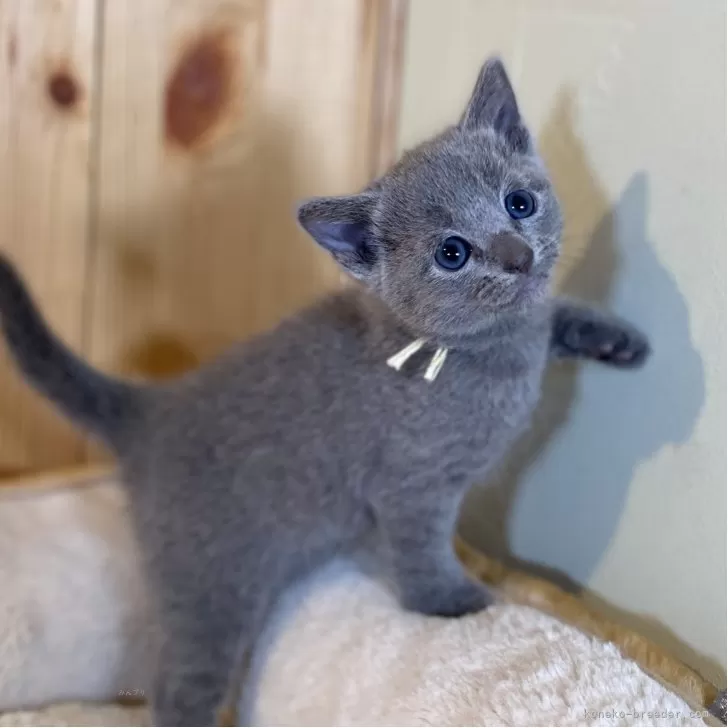 T.W 様のお迎えした子猫