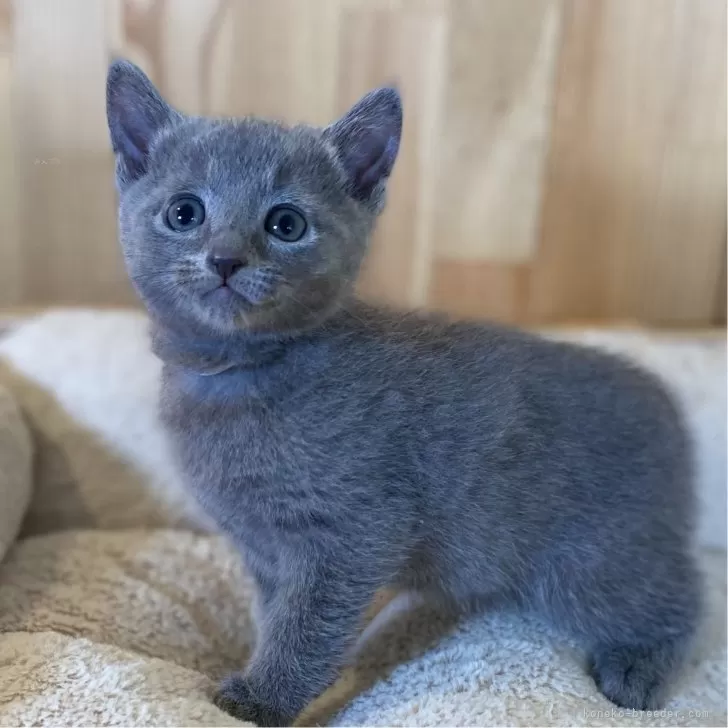 ID:2505-02183の子猫