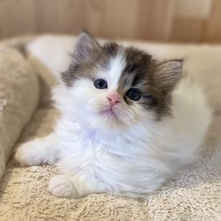 ID:2503-01793の子猫
