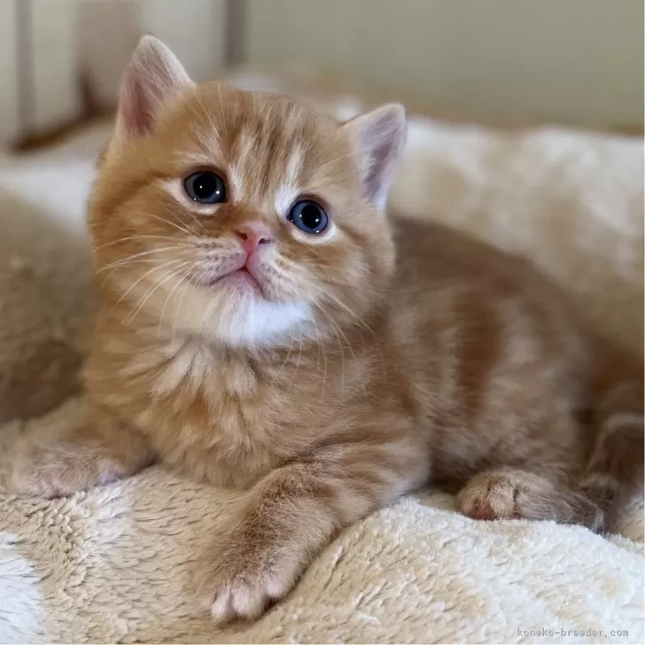 ID:2501-00859の子猫