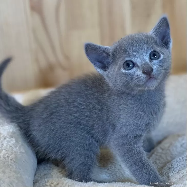 ID：2508-01743の子猫