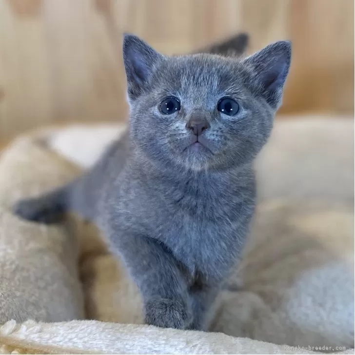 ID：2510-01263の子猫