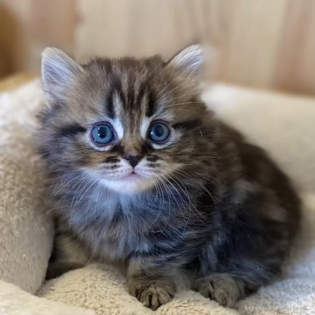 ID：2505-03718の子猫