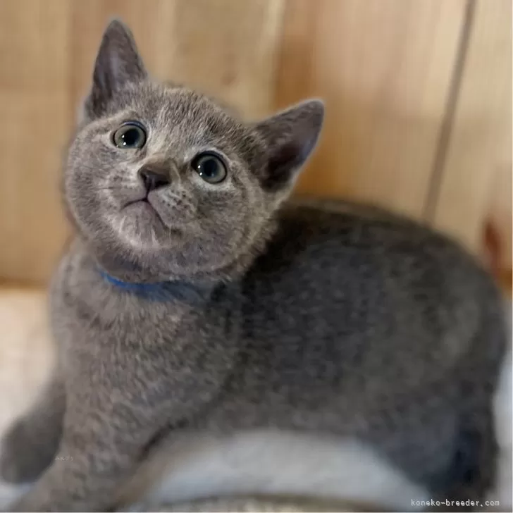 ID：2412-02694の子猫