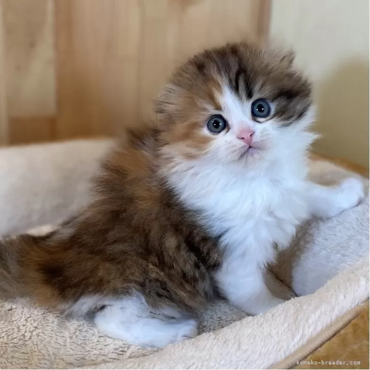 ID：2510-00466の子猫