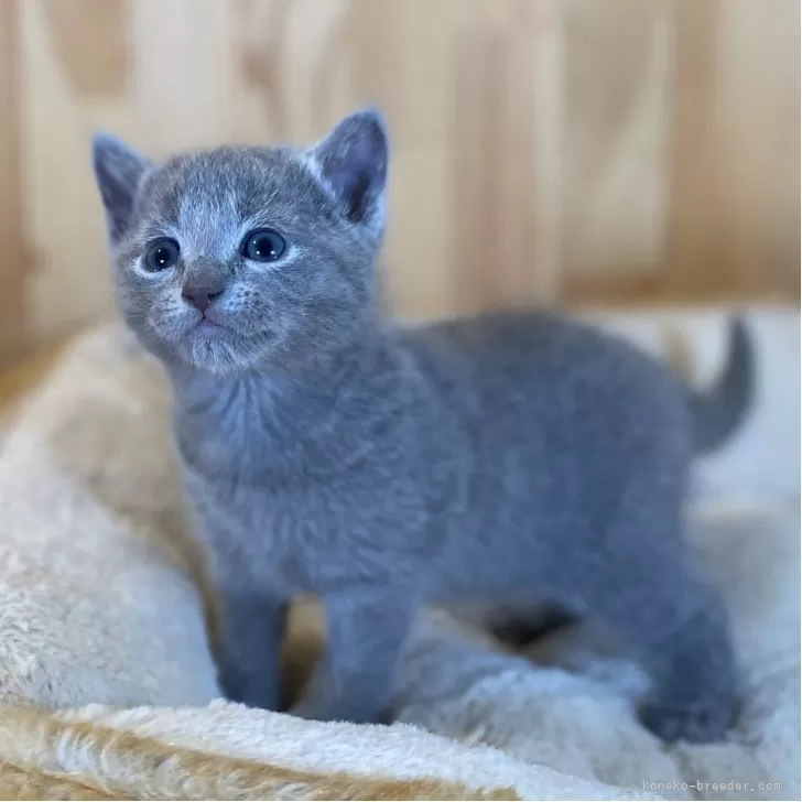 M.A 様のお迎えした子猫